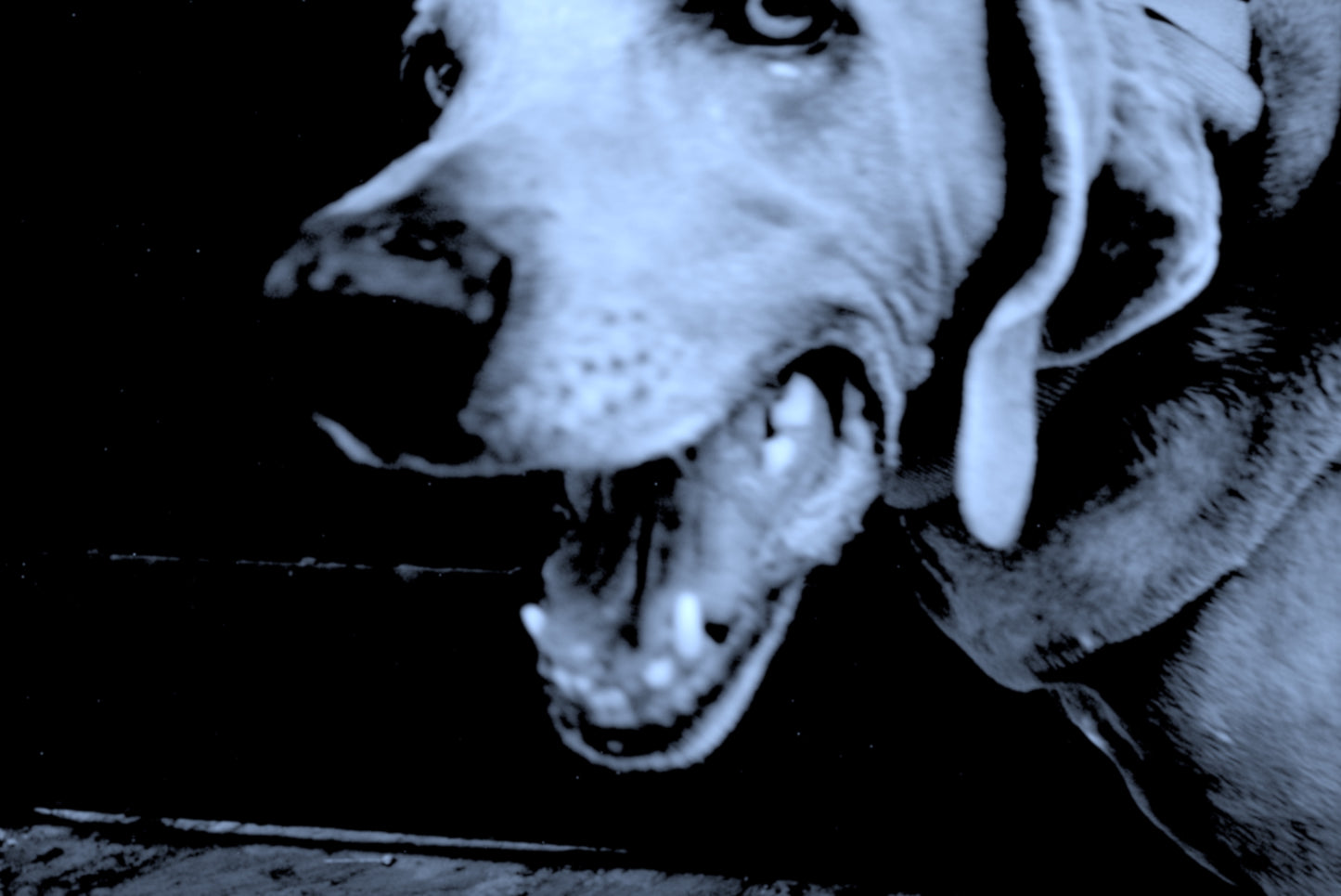 Pack 1. Una Sesión de foto para tu mascota