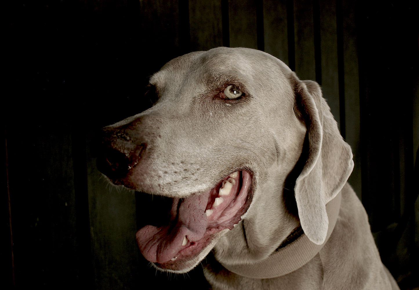 Pack 1. Una Sesión de foto para tu mascota