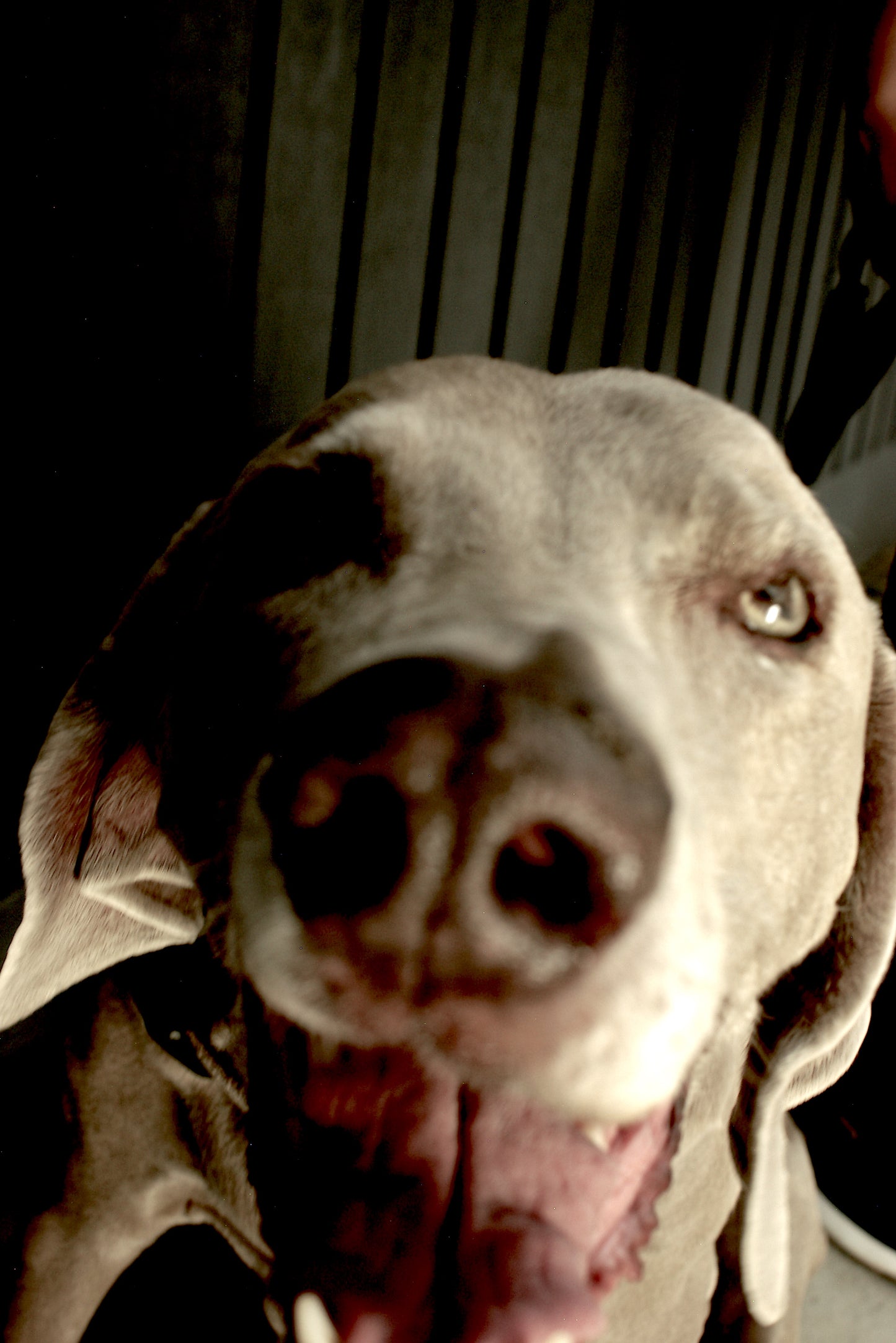 Pack 1. Una Sesión de foto para tu mascota