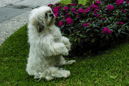Peque Pequin Piquin