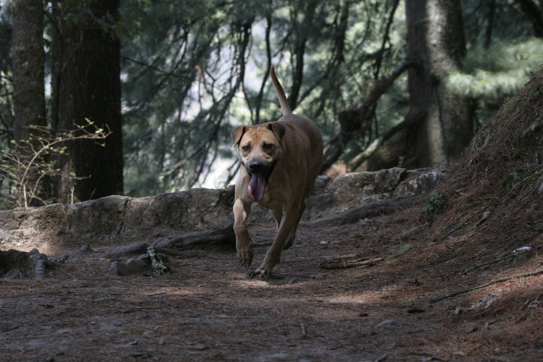 perrita de raza única color miel, en un sendero del bosque corriendo hacia la camara