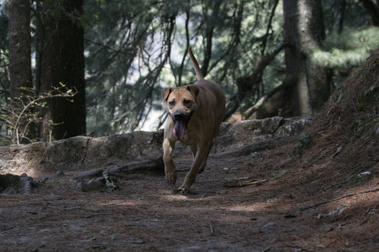 perrita de raza única color miel, en un sendero del bosque corriendo hacia la camara