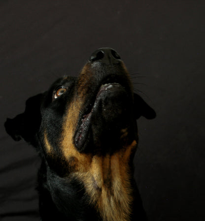 Pack 3. Studio and location session