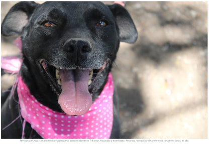 Santuario de Patitas A.C.