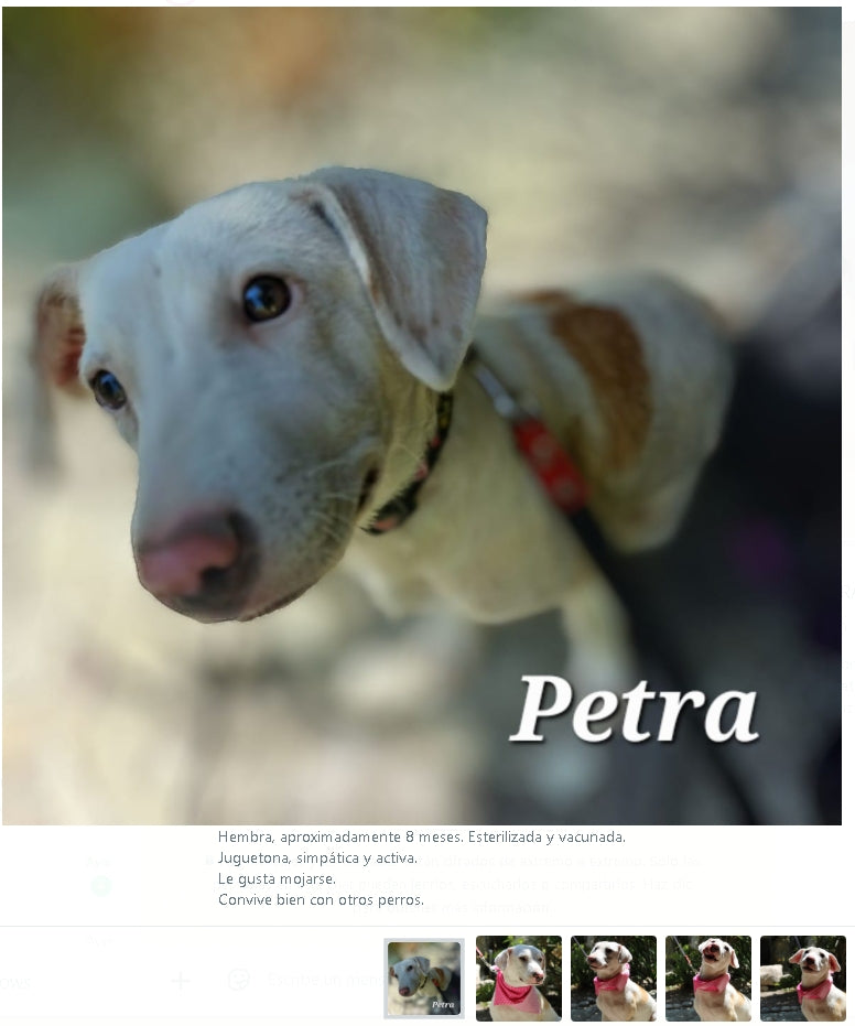 Santuario de Patitas A.C.