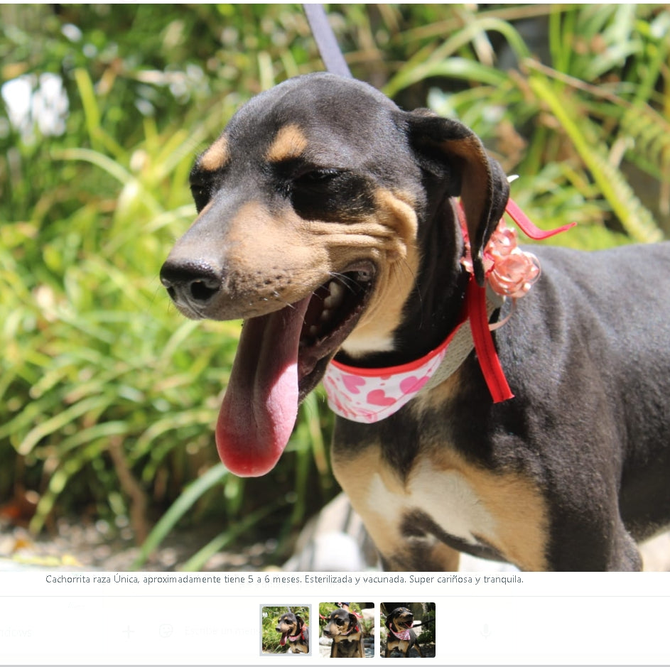 Santuario de Patitas A.C.