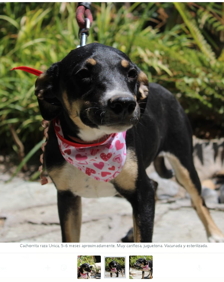 Santuario de Patitas A.C.