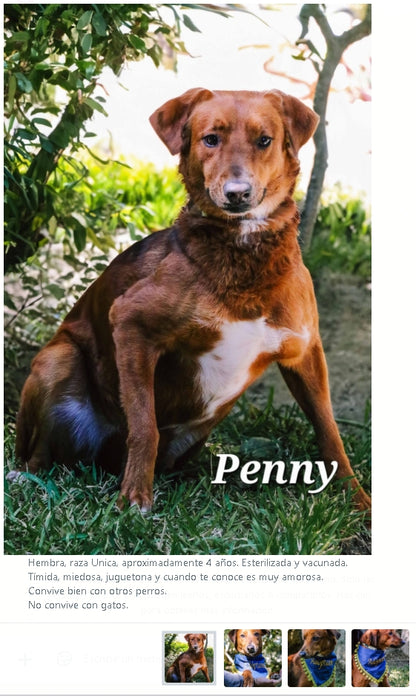 Santuario de Patitas A.C.