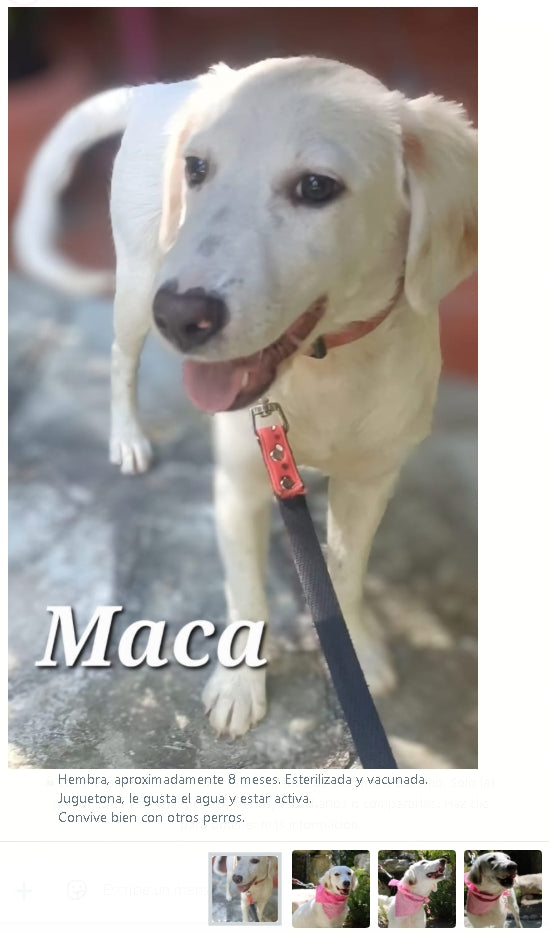 Santuario de Patitas A.C.