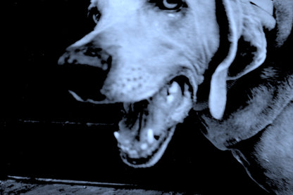 Pack 1. A photo session for your pet