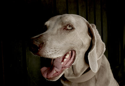 Pack 1. A photo session for your pet