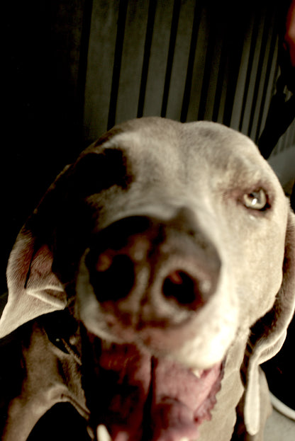 Pack 1. A photo session for your pet