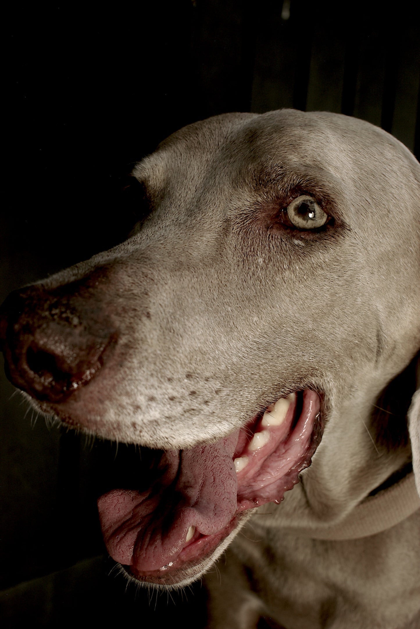 Pack 1. A photo session for your pet