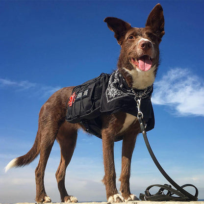 "Mochila de Aventura para Perros - Explora con tu Mascota"